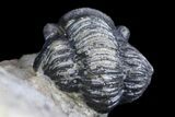 Detailed Gerastos Trilobite Fossil - Morocco #145763-4
